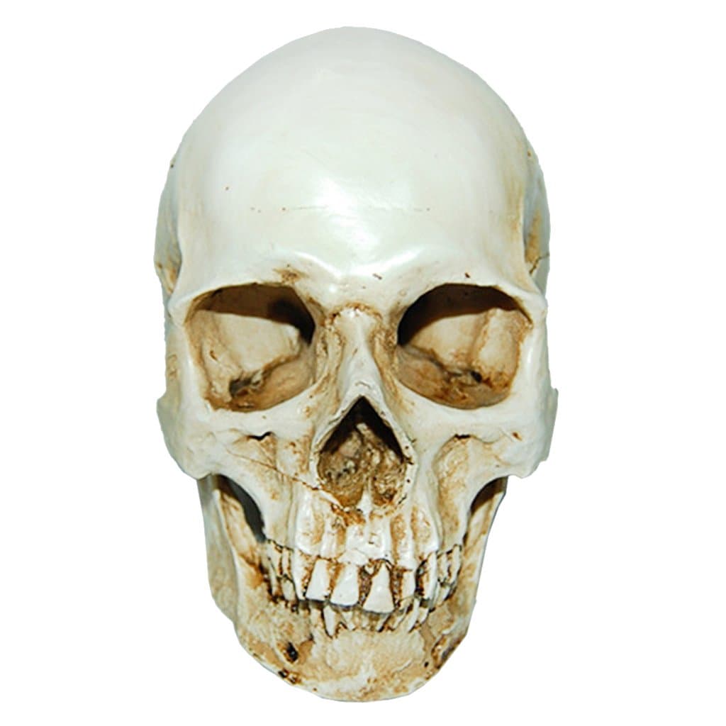 MagiDeal Lifesize 1:1 Human Skull Replica Resin Model Anatomical Medical Skeleton