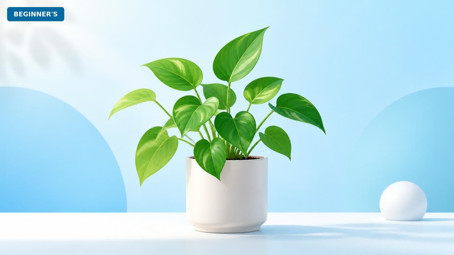 Is Best Indoor Plant for beginners Worth It? Honest Review (2026)