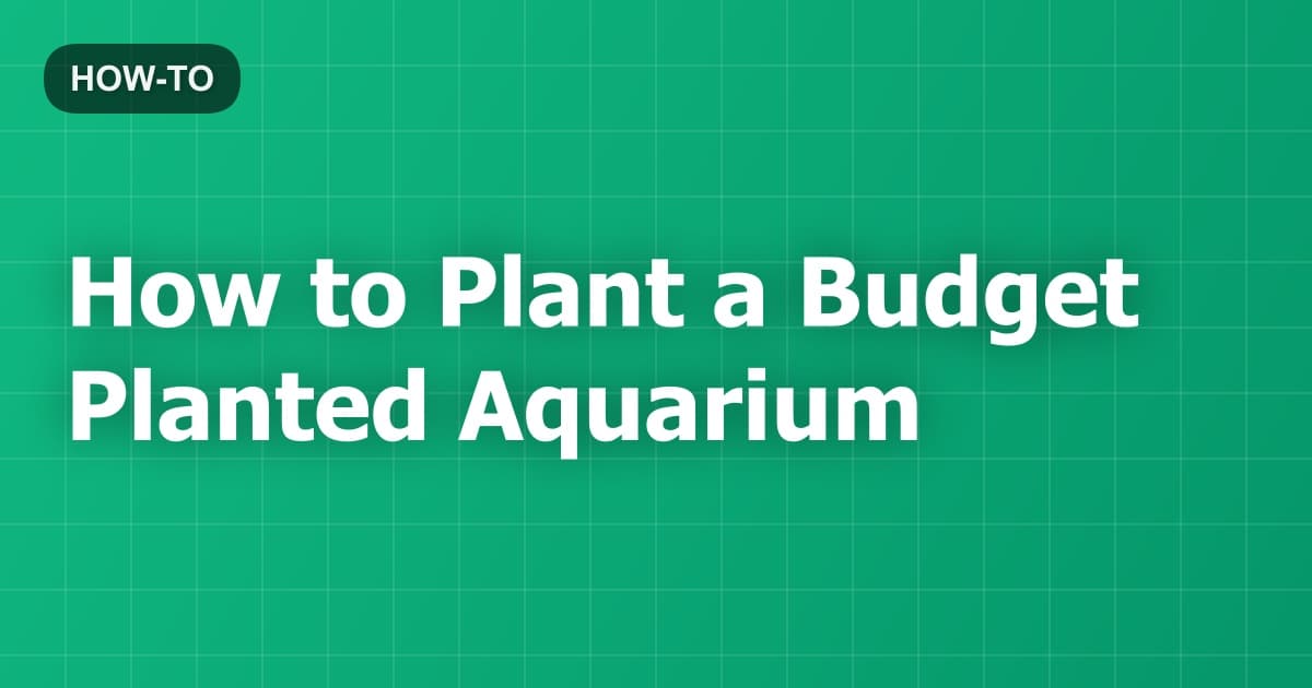 How to Plant a Budget Planted Aquarium